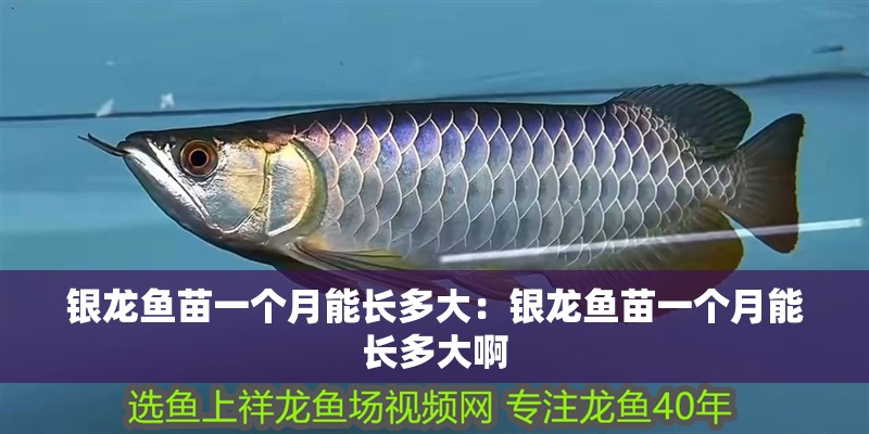 銀龍魚苗一個月能長多大：銀龍魚苗一個月能長多大啊