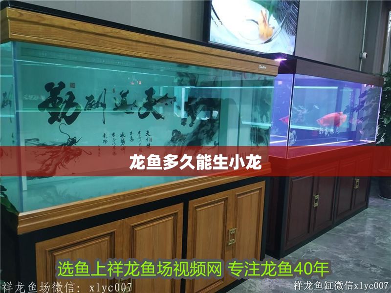 龍魚多久能生小龍