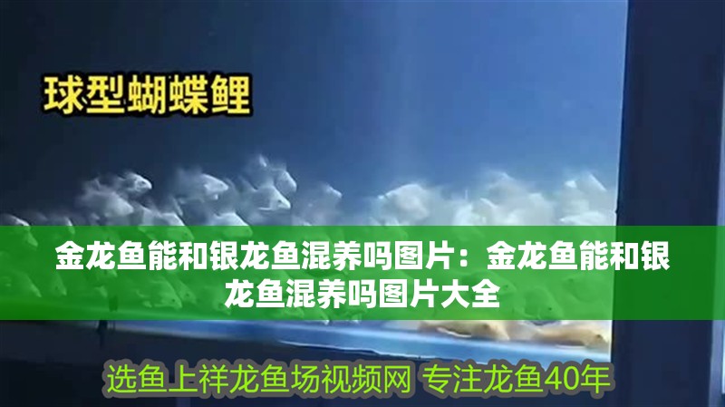 金龍魚能和銀龍魚混養嗎圖片：金龍魚能和銀龍魚混養嗎圖片大全