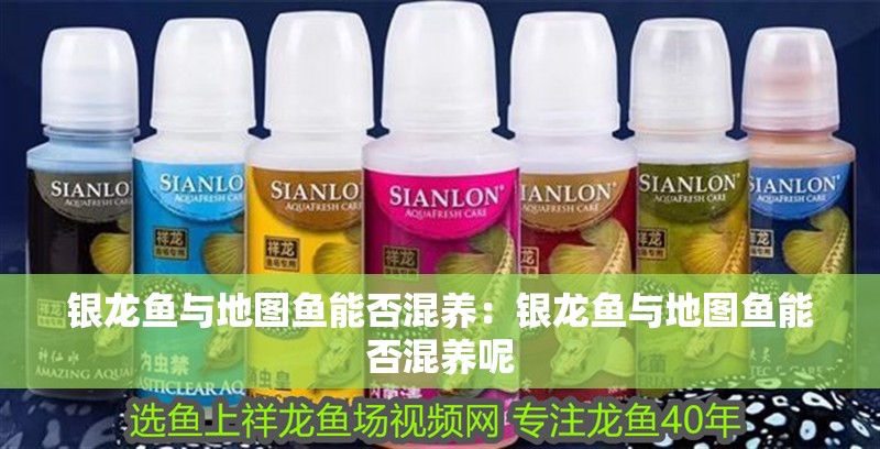 銀龍魚與地圖魚能否混養(yǎng)：銀龍魚與地圖魚能否混養(yǎng)呢