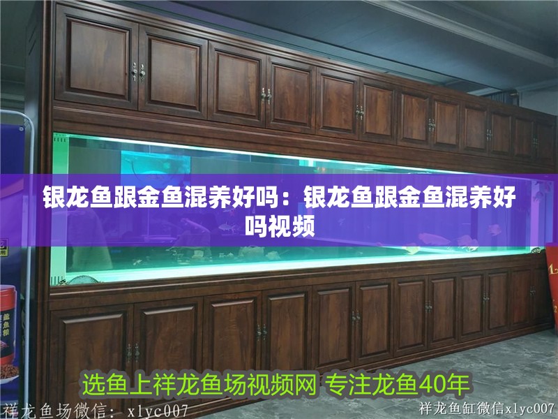銀龍魚跟金魚混養好嗎：銀龍魚跟金魚混養好嗎視頻