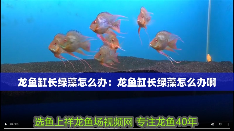龍魚缸長綠藻怎么辦：龍魚缸長綠藻怎么辦啊