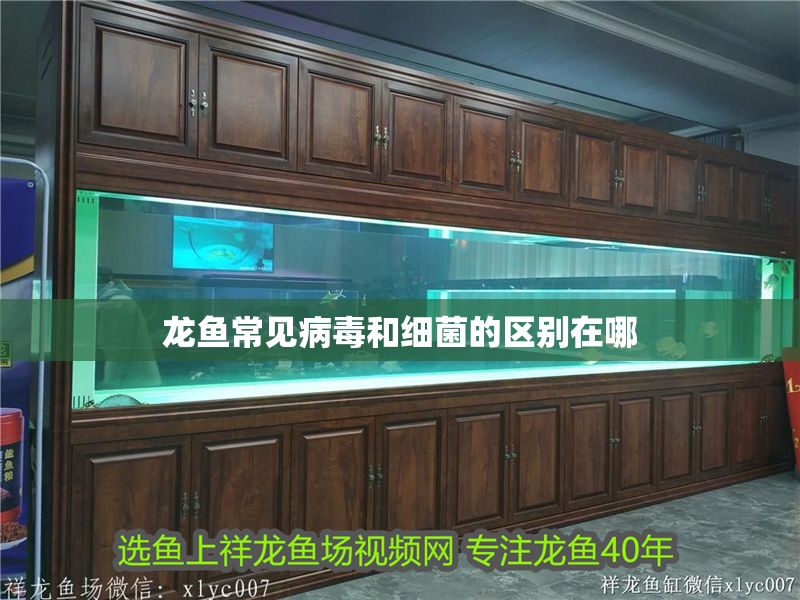 龍魚常見病毒和細菌的區別在哪