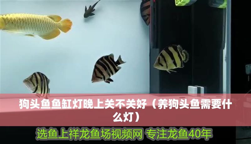 狗頭魚魚缸燈晚上關不關好（養(yǎng)狗頭魚需要什么燈）