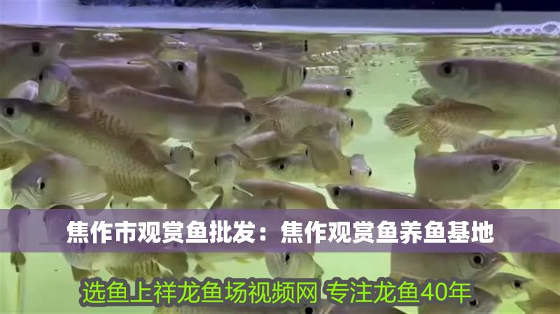 焦作市觀賞魚批發：焦作觀賞魚養魚基地