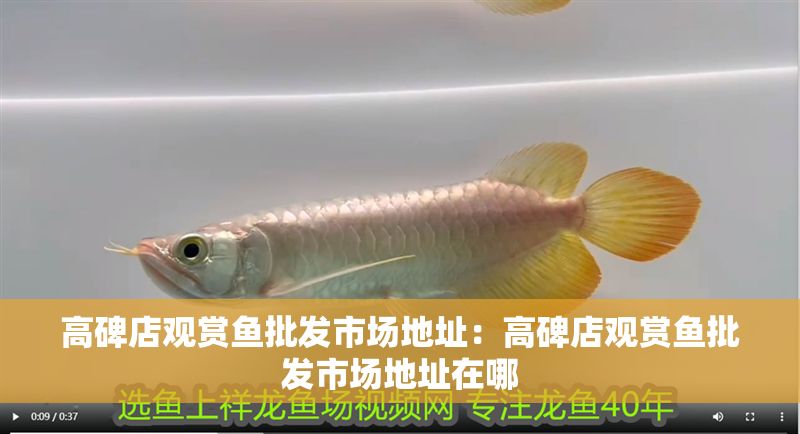 高碑店觀賞魚批發市場地址：高碑店觀賞魚批發市場地址在哪
