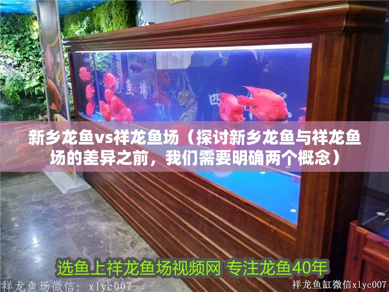 新鄉龍魚vs祥龍魚場（探討新鄉龍魚與祥龍魚場的差異之前，我們需要明確兩個概念）