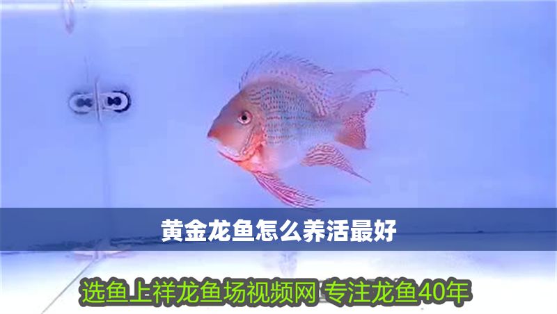 黃金龍魚怎么養(yǎng)活最好