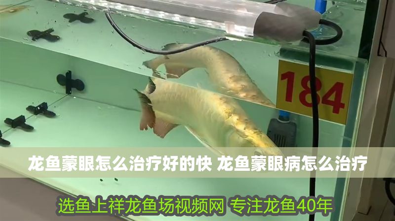 龍魚蒙眼怎么治療好的快 龍魚蒙眼病怎么治療