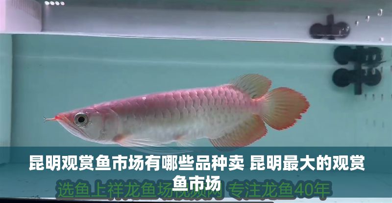 昆明觀賞魚市場有哪些品種賣 昆明最大的觀賞魚市場