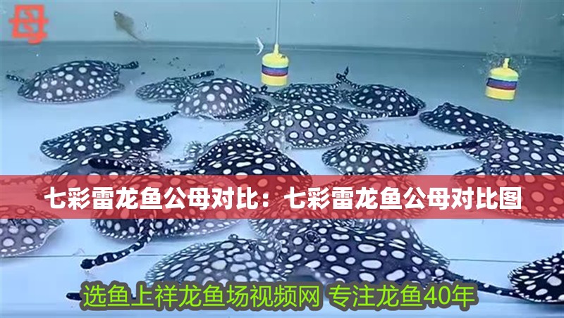 七彩雷龍魚公母對比：七彩雷龍魚公母對比圖