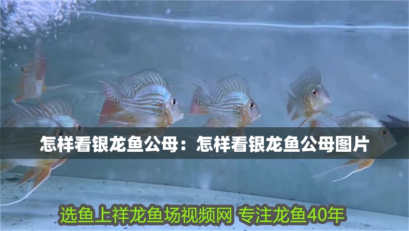 怎樣看銀龍魚公母：怎樣看銀龍魚公母圖片