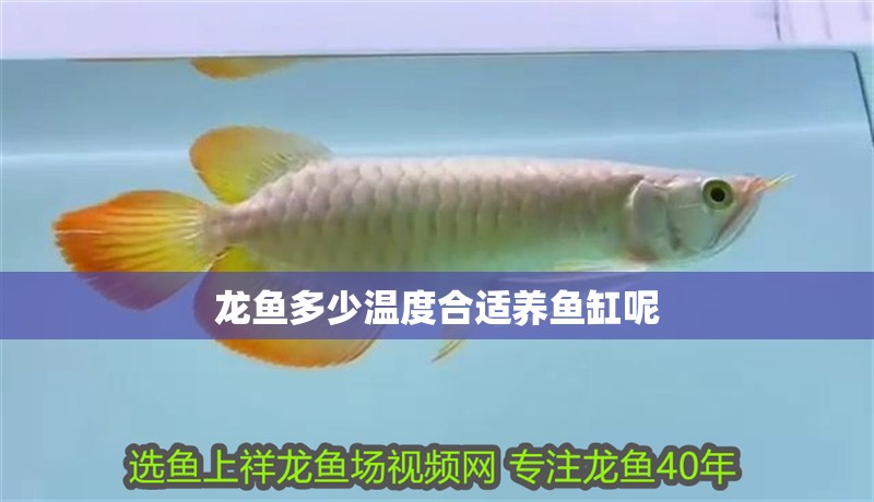 龍魚多少溫度合適養魚缸呢