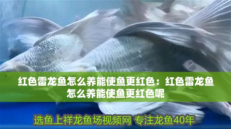 紅色雷龍魚(yú)怎么養(yǎng)能使魚(yú)更紅色:紅色雷龍魚(yú)怎么養(yǎng)能使魚(yú)更紅色呢