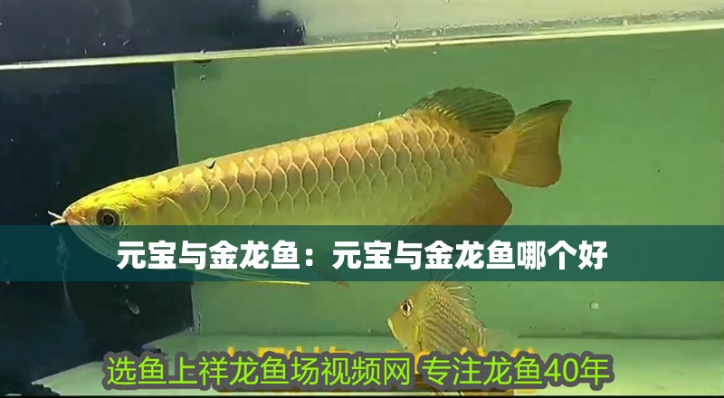 元寶與金龍魚：元寶與金龍魚哪個(gè)好