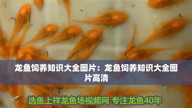 龍魚飼養知識大全圖片：龍魚飼養知識大全圖片高清