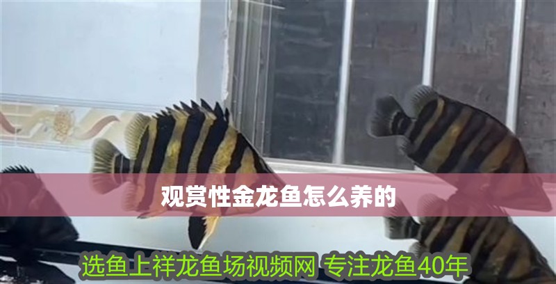 觀賞性金龍魚怎么養的