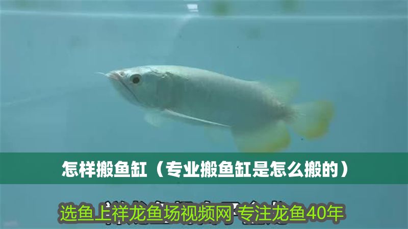 怎樣搬魚缸（專業搬魚缸是怎么搬的）