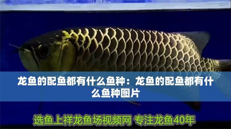 龍魚的配魚都有什么魚種：龍魚的配魚都有什么魚種圖片