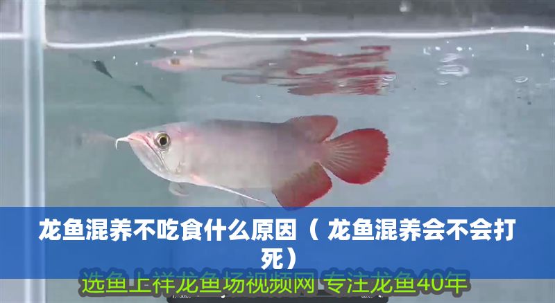 龍魚混養不吃食什么原因（ 龍魚混養會不會打死）