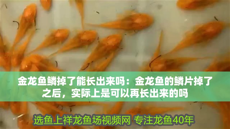 金龍魚鱗掉了能長出來嗎：金龍魚的鱗片掉了之后，實際上是可以再長出來的嗎