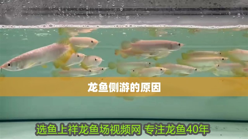 龍魚側游的原因