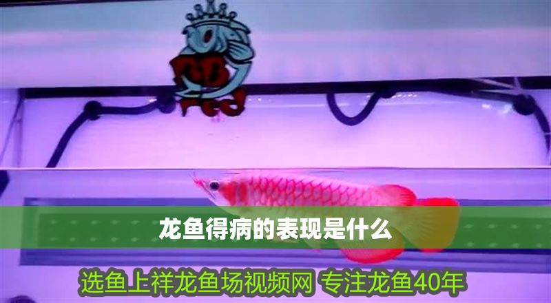 龍魚得病的表現是什么