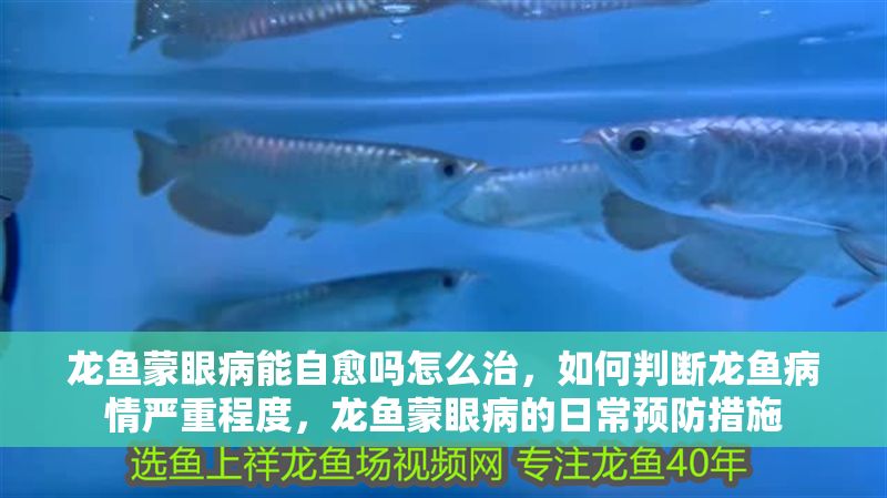 龍魚蒙眼病能自愈嗎怎么治，如何判斷龍魚病情嚴(yán)重程度，龍魚蒙眼病的日常預(yù)防措施