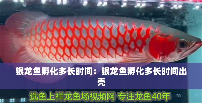 銀龍魚(yú)孵化多長(zhǎng)時(shí)間：銀龍魚(yú)孵化多長(zhǎng)時(shí)間出殼