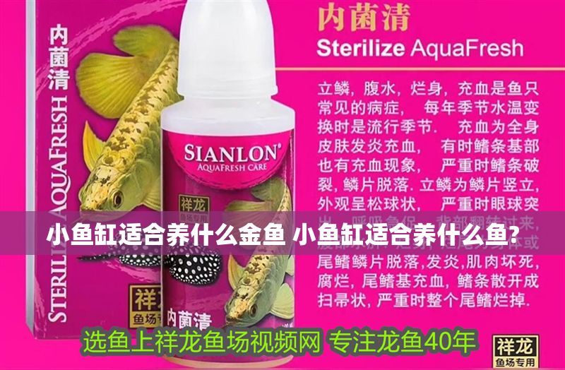 小魚缸適合養什么金魚 小魚缸適合養什么魚?