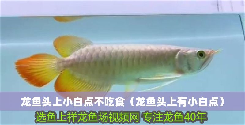 龍魚頭上小白點不吃食（龍魚頭上有小白點）