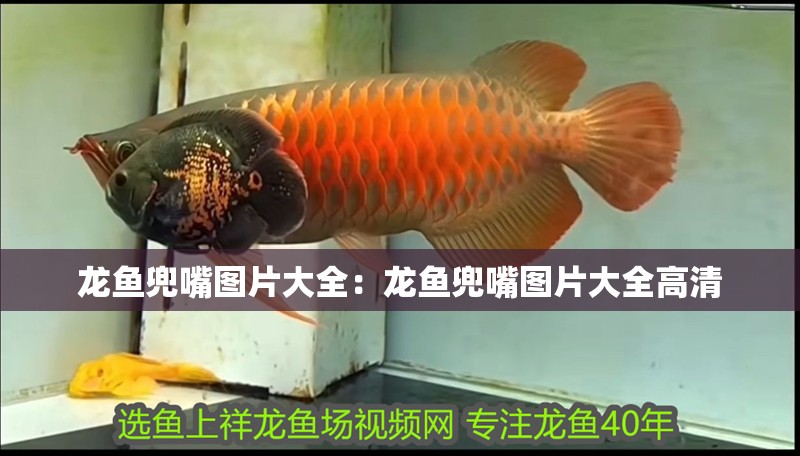龍魚兜嘴圖片大全：龍魚兜嘴圖片大全高清