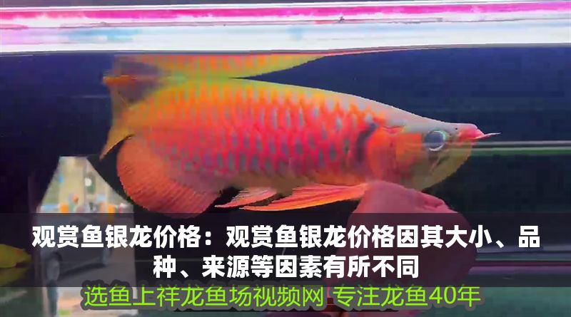 觀賞魚銀龍價格：觀賞魚銀龍價格因其大小、品種、來源等因素有所不同