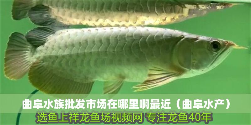 曲阜水族批發(fā)市場在哪里啊最近（曲阜水產(chǎn)）