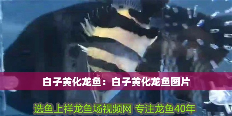 白子黃化龍魚：白子黃化龍魚圖片 白子黃化龍魚：白子黃化龍魚圖片 水族問答