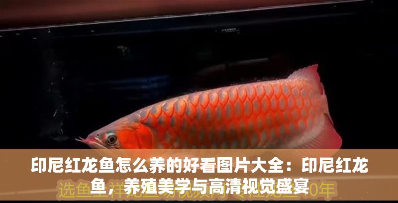 印尼紅龍魚怎么養(yǎng)的好看圖片大全：印尼紅龍魚，養(yǎng)殖美學(xué)與高清視覺盛宴