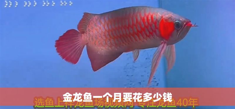 金龍魚一個月要花多少錢