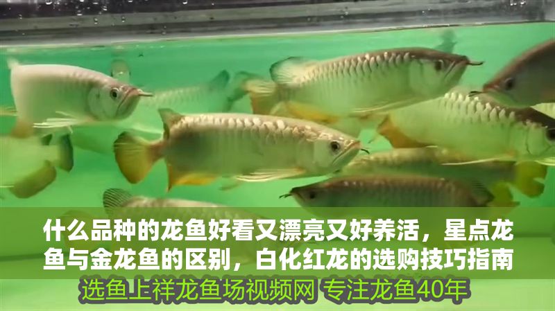 什么品種的龍魚好看又漂亮又好養活，星點龍魚與金龍魚的區別，白化紅龍的選購技巧指南