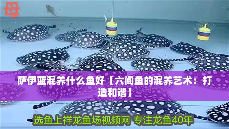薩伊藍混養什么魚好【六間魚的混養藝術：打造和諧】
