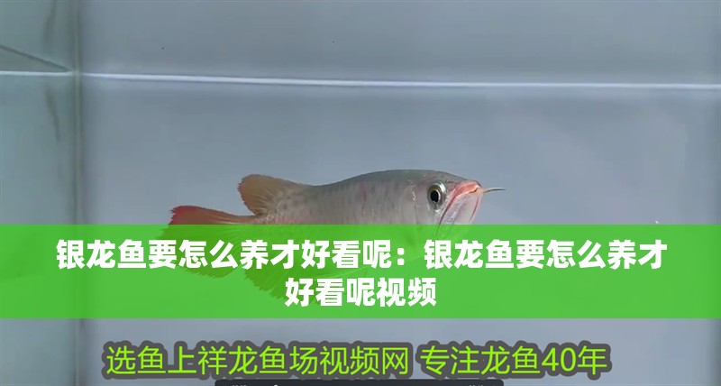 銀龍魚要怎么養才好看呢：銀龍魚要怎么養才好看呢視頻