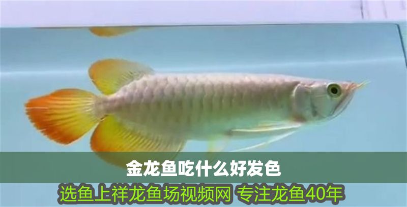 金龍魚吃什么好發色