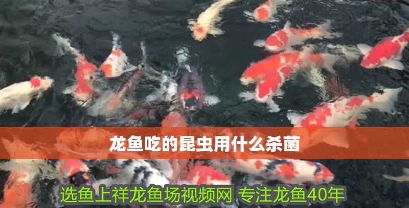 龍魚吃的昆蟲用什么殺菌