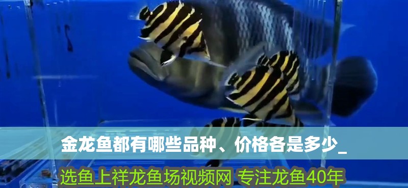 金龍魚都有哪些品種、價格各是多少_