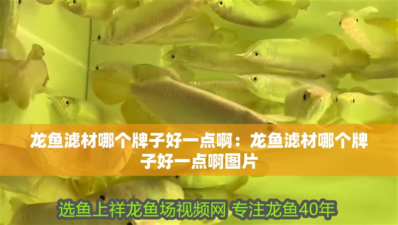 龍魚濾材哪個牌子好一點?。糊堲~濾材哪個牌子好一點啊圖片