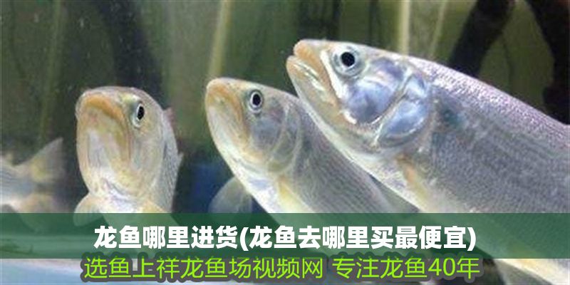龍魚哪里進貨(龍魚去哪里買最便宜)