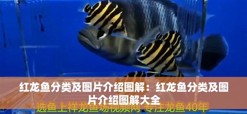 紅龍魚分類及圖片介紹圖解：紅龍魚分類及圖片介紹圖解大全