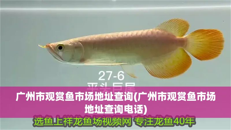 廣州市觀賞魚市場地址查詢(廣州市觀賞魚市場地址查詢電話)