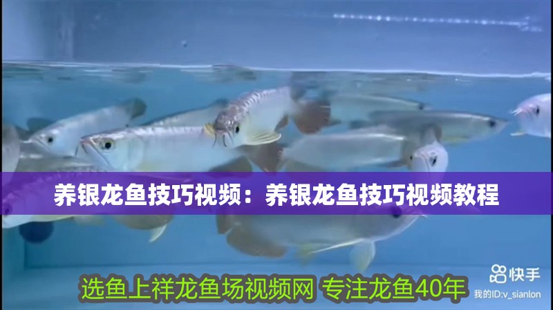 養(yǎng)銀龍魚(yú)技巧視頻：養(yǎng)銀龍魚(yú)技巧視頻教程
