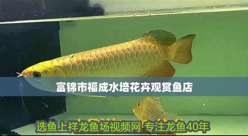 富錦市福成水培花卉觀賞魚店