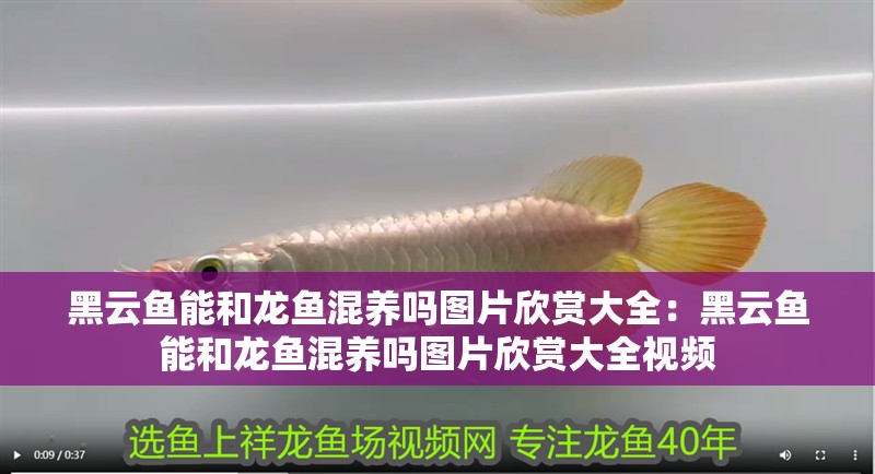 黑云魚能和龍魚混養(yǎng)嗎圖片欣賞大全：黑云魚能和龍魚混養(yǎng)嗎圖片欣賞大全視頻